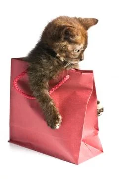 Little kitten Stock Photos