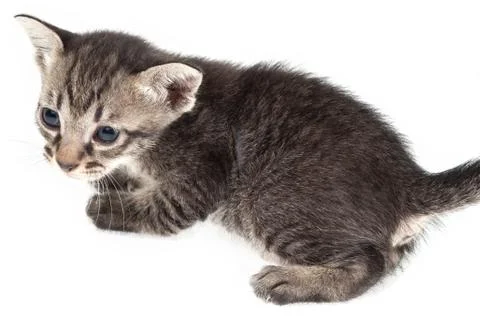 Little kitten Stock Photos
