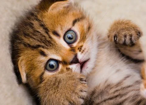 Little kitten Stock Photos