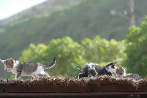 Little kitten Stock Photos