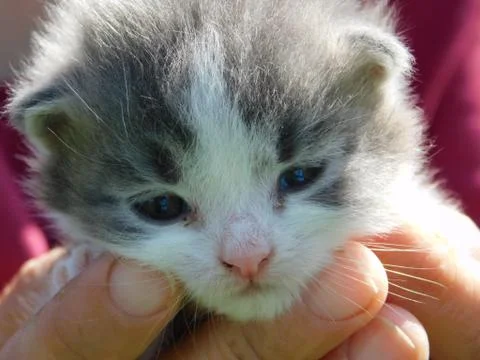 Little kitten Stock Photos