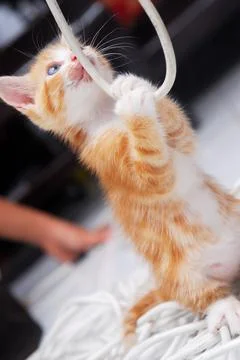 Little Kitten Stock Photos
