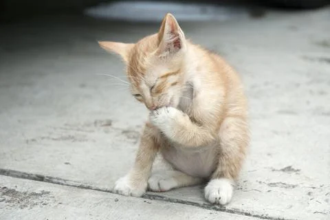 Little Kitten Stock Photos