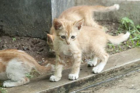 Little Kitten Stock Photos
