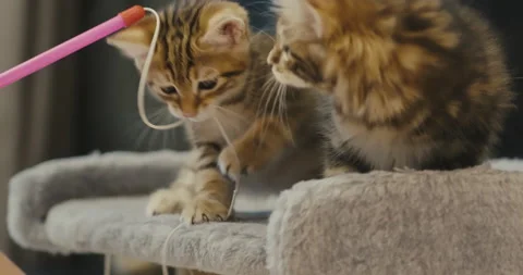 Little kitten play with a toy on a Stock Video Pond5