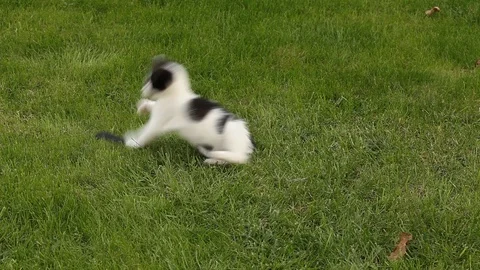 Little kitten playing on the grass Stock Footage 86424913