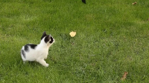 Little kitten playing on the grass Stock Footage 86469617