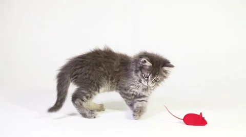 Little kitten playing with toy mouse Stock Footage