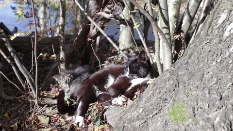 Little Kitten plays with tail Stock Footage 74750510