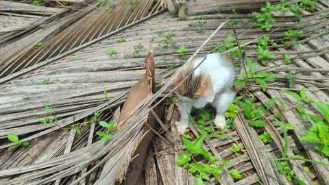 Little kitten pouncing on his sibling Stock Footage 339666484