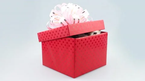 Little kitten with purple bow in the present box Stock Footage 52773251
