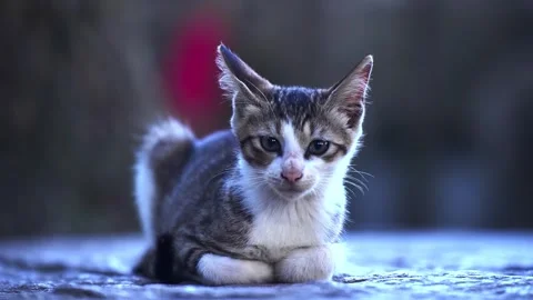 Little kitten resting on stone ground portrait shot adorable small cat cinematic Stock Footage 345655704