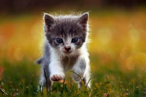 Little kitten is running on the grass Stock Photos