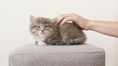 Little Kitten Sleeping. Cat Sleeping on a Chair. The female owner stroking her Stock Footage 205833232