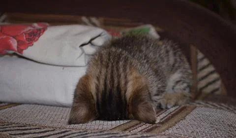 Little kitten sleeping on the couch Stock Photos