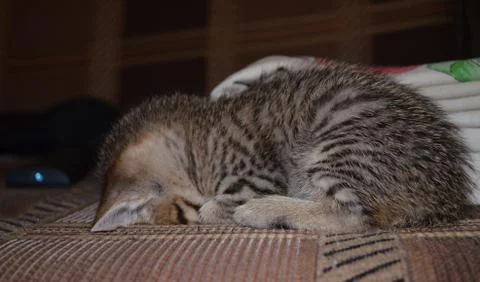 Little kitten sleeping on the couch Stock Photos