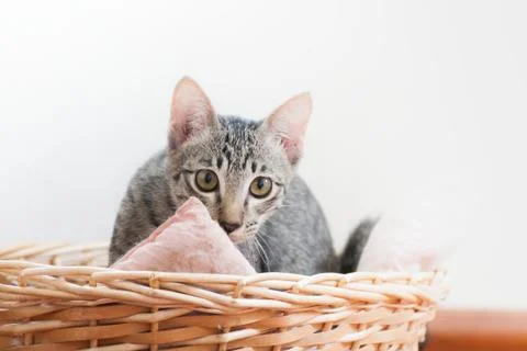 The little kitten standing in baskets. Stock Photos