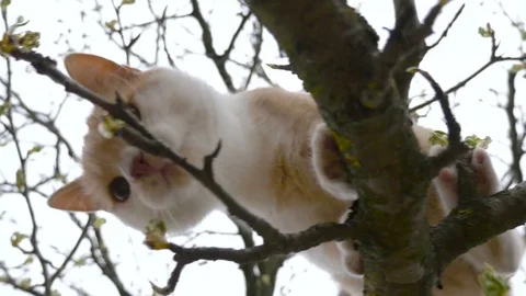 Little kitten on a tree Stock Footage 76718170