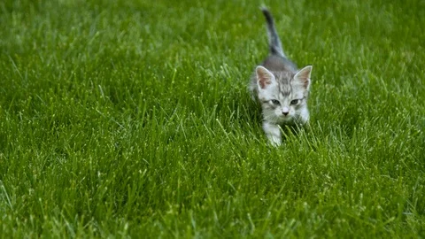 Little kitten walking through grass Stock Footage 130061762