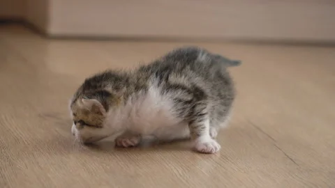 The little kitten walks Stock Footage 93389133