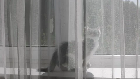 Little kitten walks through the window behind the curtains Video stock 157258985