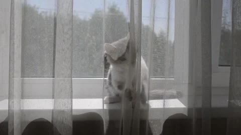 A little kitten walks through the window behind the curtains Stock Footage 157258988