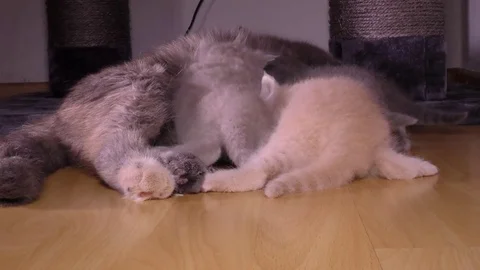 Little kittens and caring cat mom. 4K 2160p 50fps UltraHD Vídeos de archivo 77239331