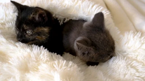 Little kittens are sleeping. Selective focus. Stock Footage 293552288