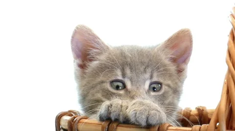Little kittens in a basket Vidéo 54792939