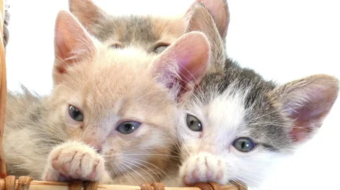 Little kittens in a basket Vidéo 54794101