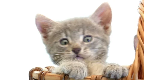 Little kittens in a basket 库存影片 54794629