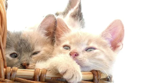 Little kittens in a basket Видео 54795454