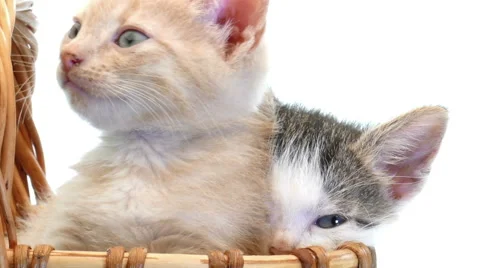 Little kittens in a basket Vidéo 54796797