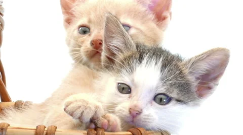 Little kittens in a basket 库存影片 54797092