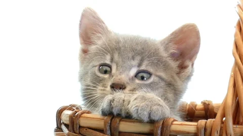 Little kittens in a basket Видео 54797365