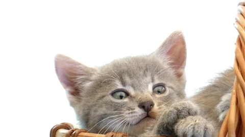 Little kittens in a basket Stock Footage 54797491