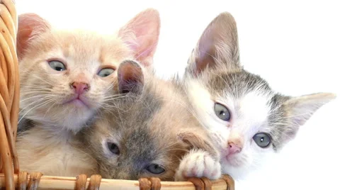 Little kittens in a basket Video stock 54797964