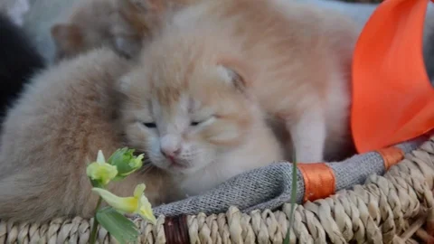Little kittens basket Stock Footage 75690816