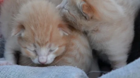 Little kittens in basket Stock Footage 75721769