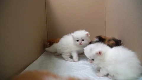 Little kittens in a box Stock Footage 91225884