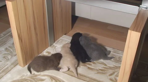 Little kittens of the British breed crawling around the apartment Vídeos de archivo 67656853