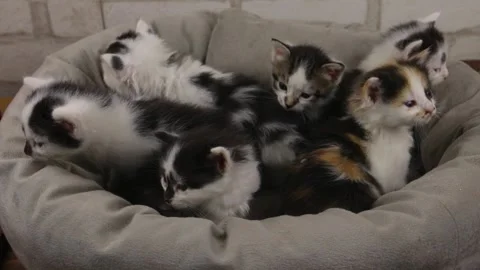 Little kittens in a cat bed Stock Footage 167959172