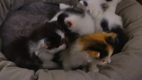 Little kittens in a cat bed Stock Footage 169989484
