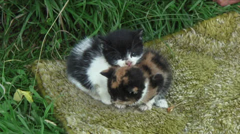 Little kittens Stock Footage 24945553