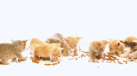 Little kittens Видео 41777491