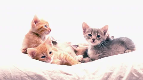 Little kittens Видео 41777611