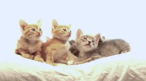 Little kittens Video stock 41777745