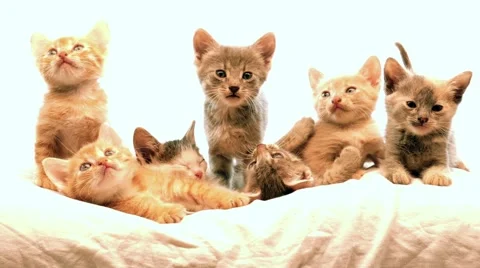Little kittens Stock Footage 41780638