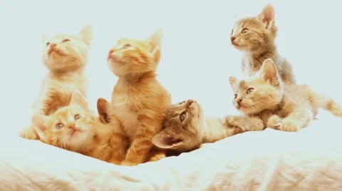 Little kittens Vídeo Stock 41780781