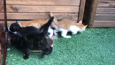 Little kittens Stock Footage 136551501